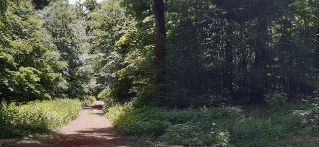 unterwegs sein am 01. Juni 2025 Hoch über Schlangenbad