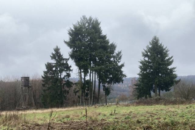 unterwegs sein am 04.01.2026 Rundwanderung Goldstein- und Sichtertal
